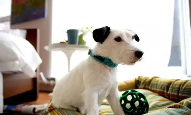 Dog Adoption Articles