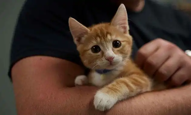 Cat Adoption Articles