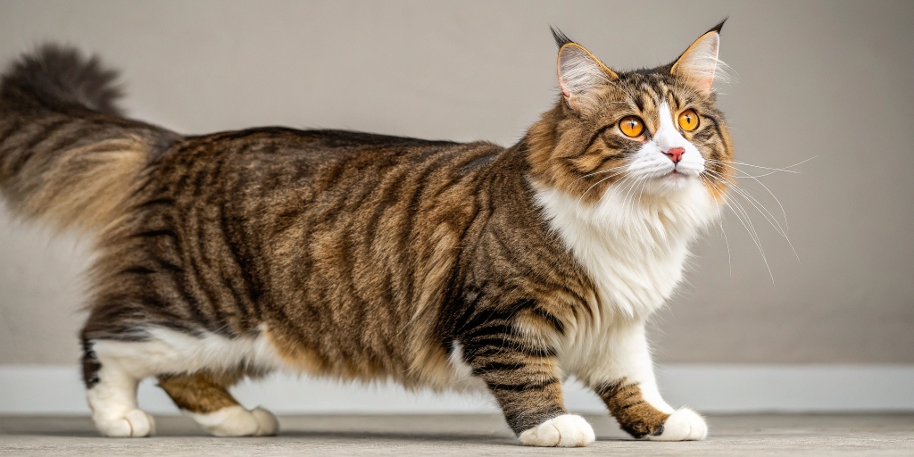 American Bobtail