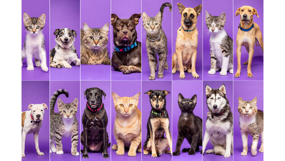 Pets adopted through WherePets