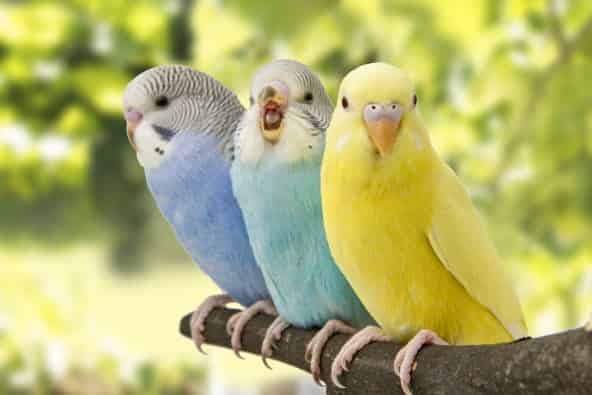 Birds