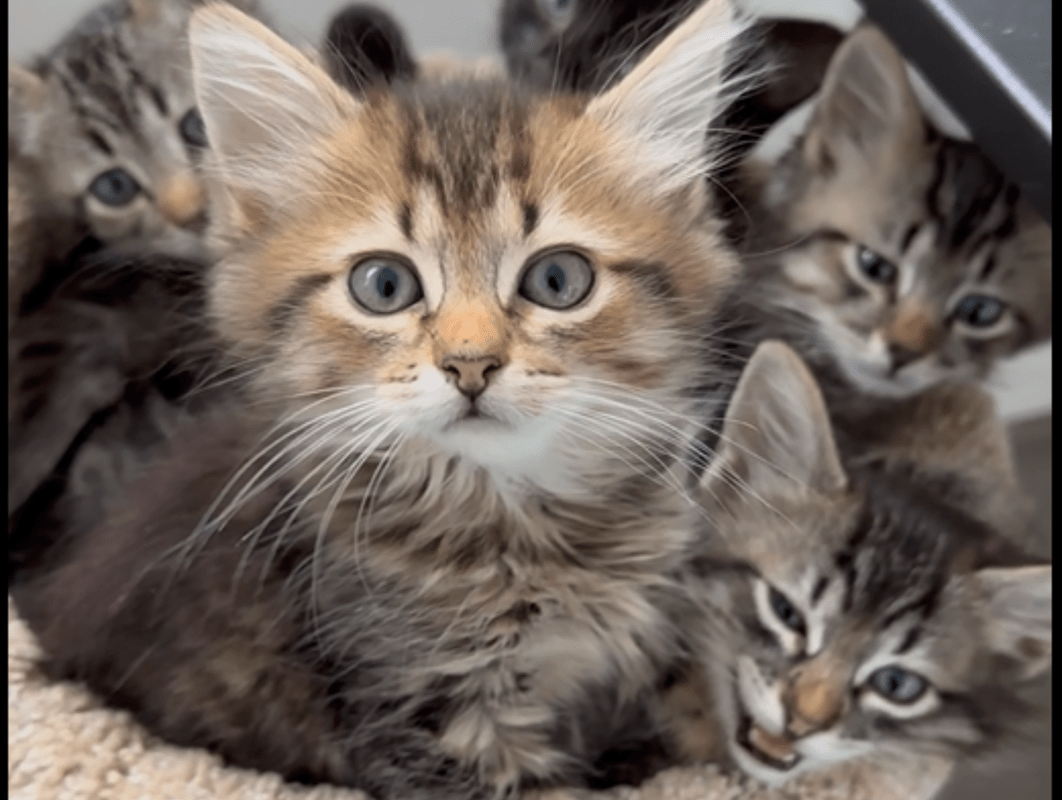Cats