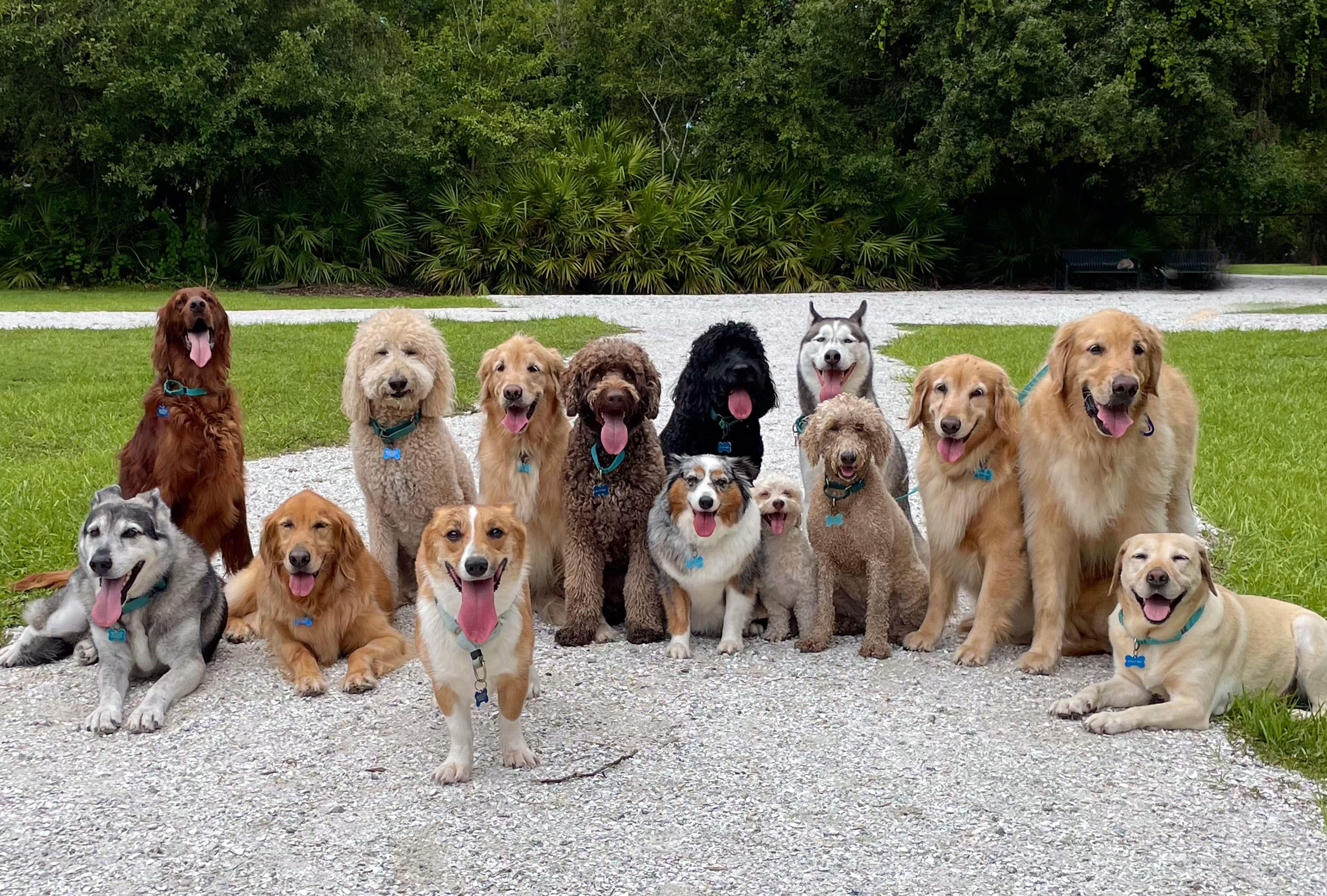 Dogs