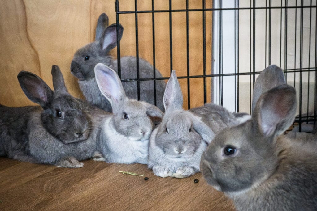 Rabbits