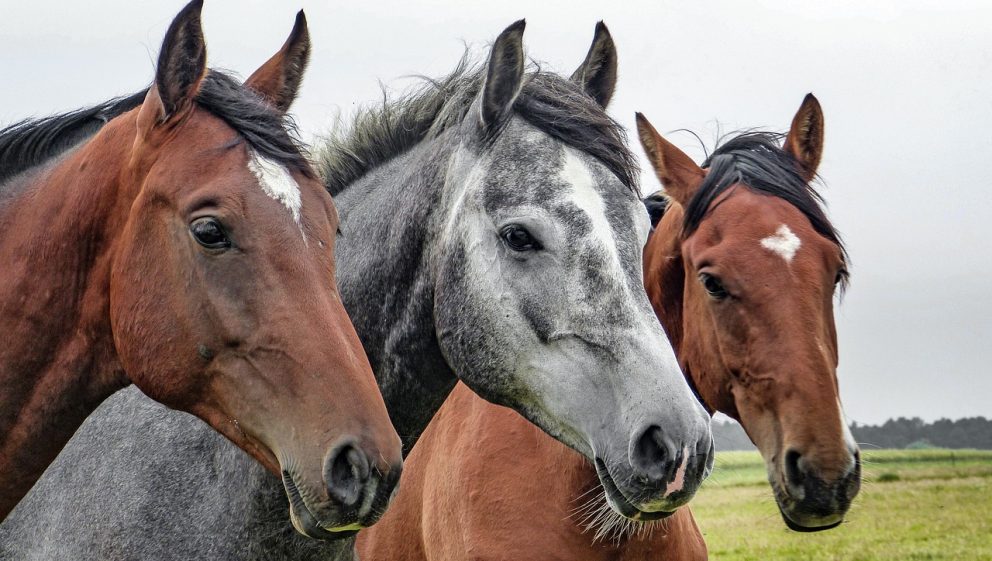 Horses