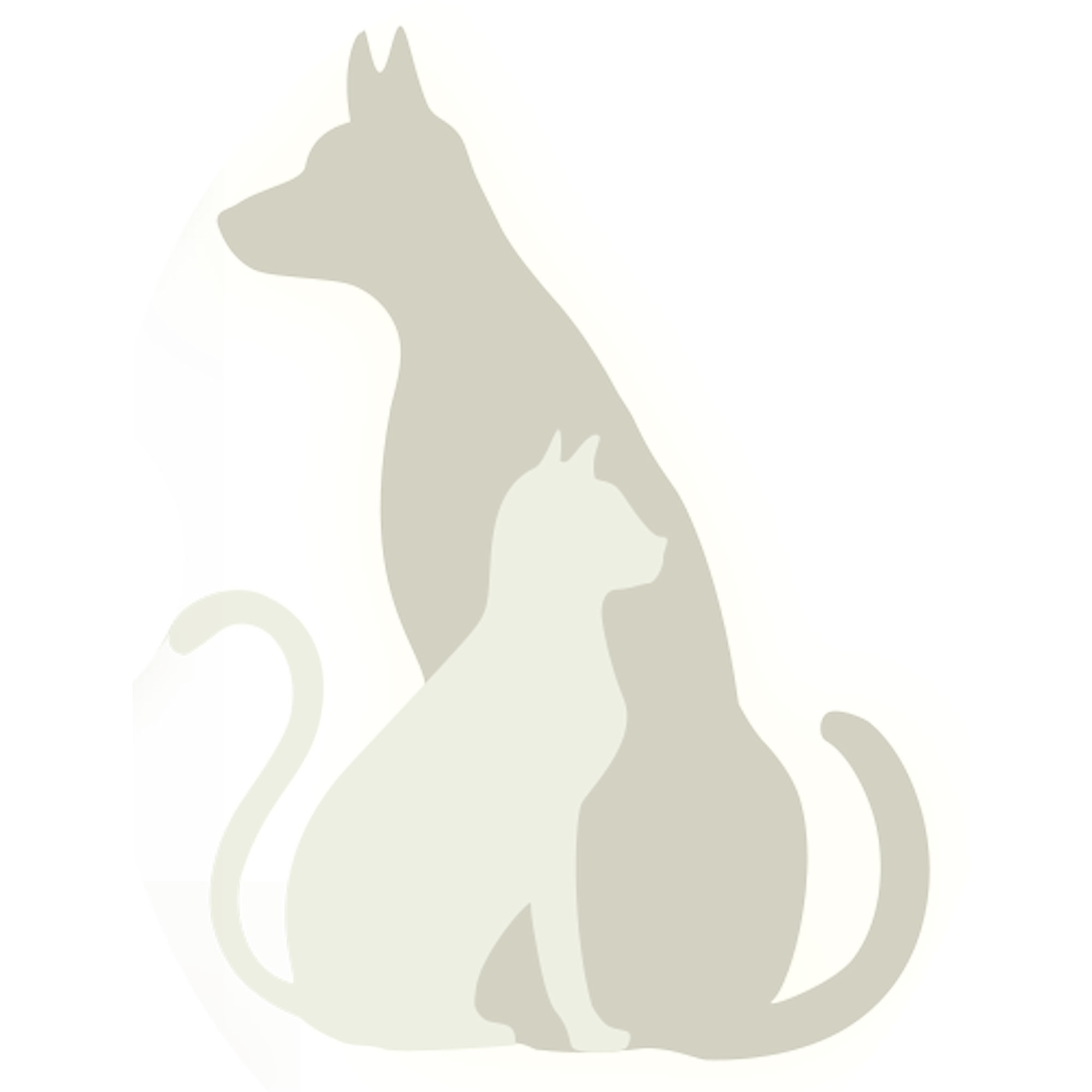 Jasmine, Baby Female Domestic Short Hair