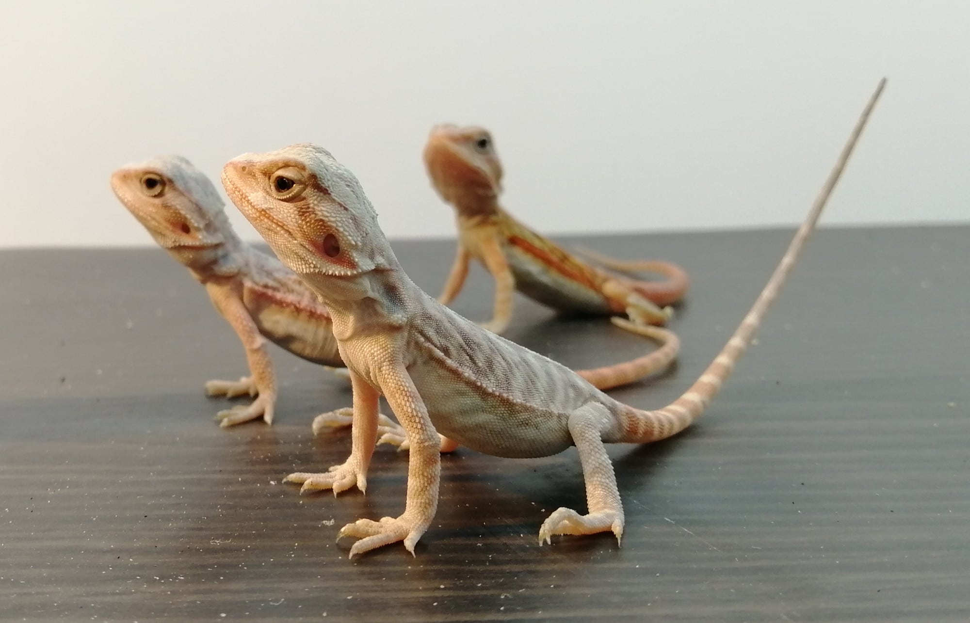 Reptiles