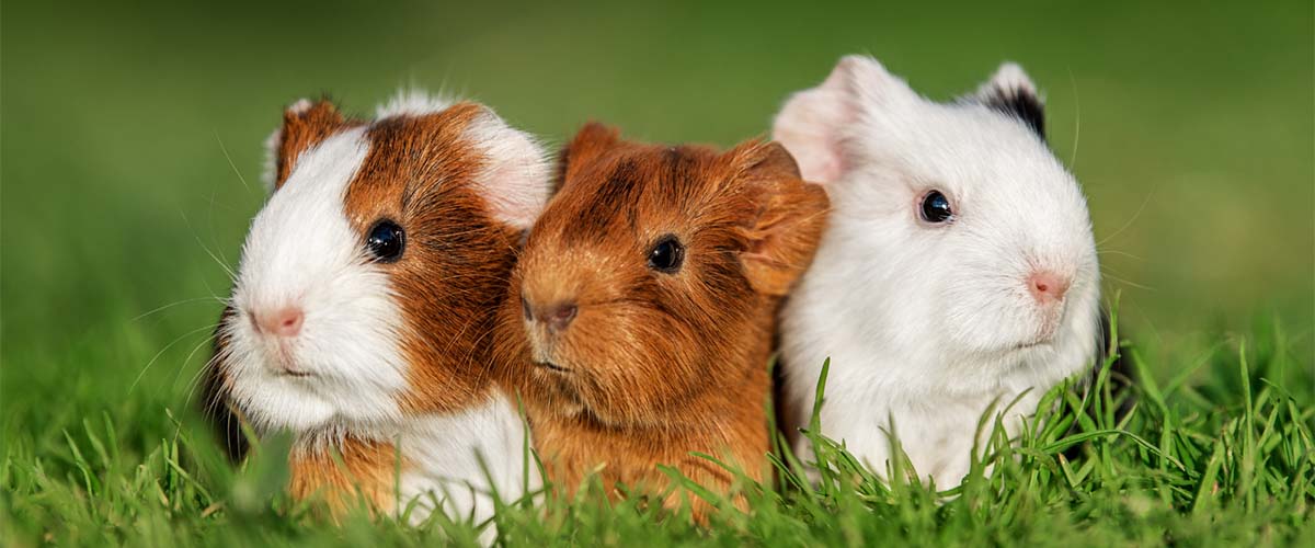 Small Pets