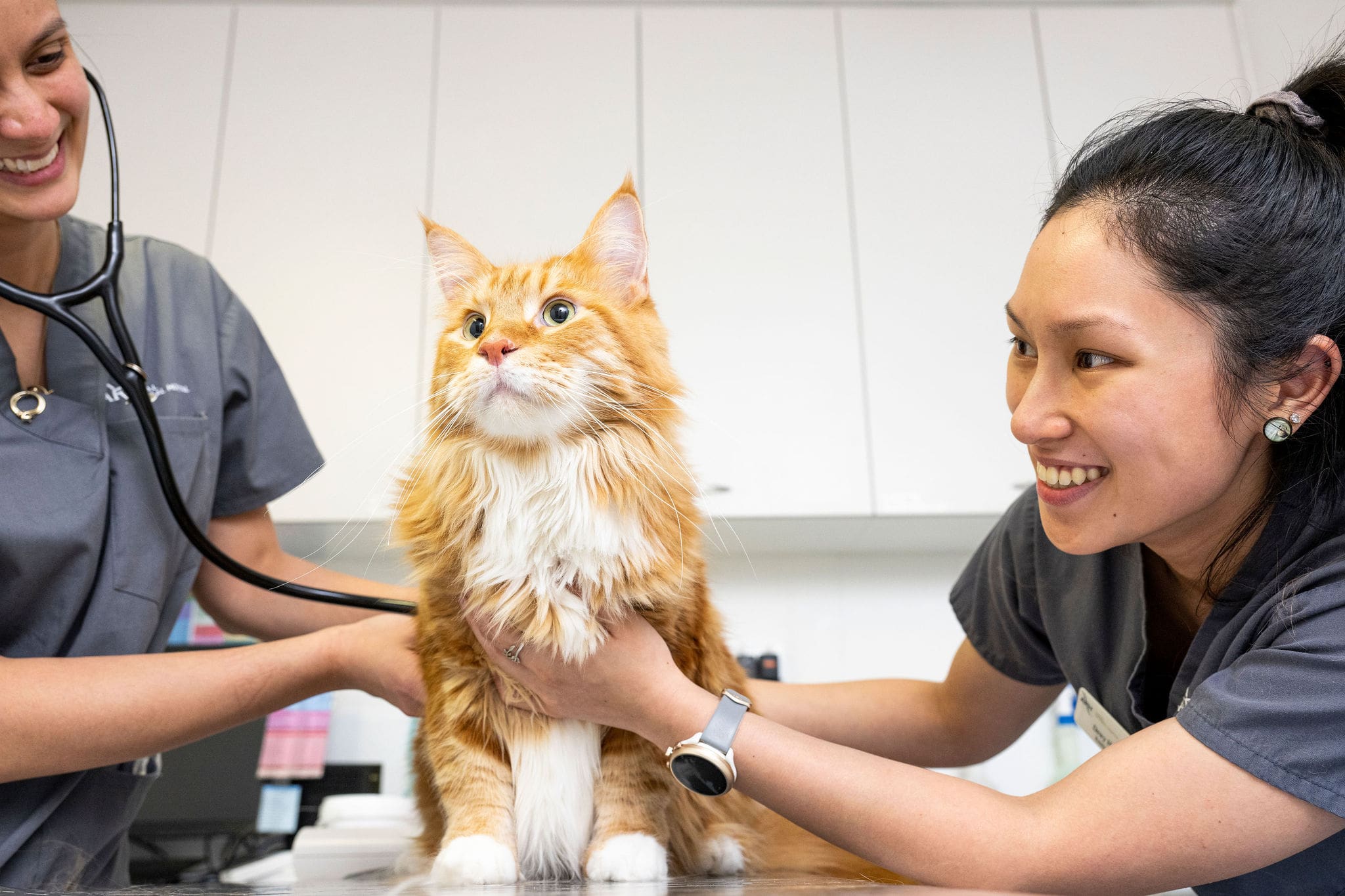 Veterinarian Profile