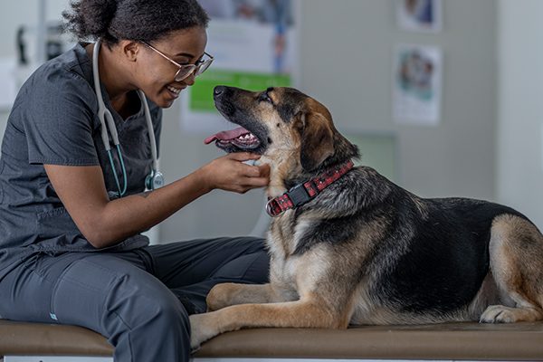Veterinarian Profile