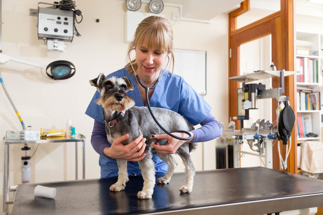 Veterinarian Profile