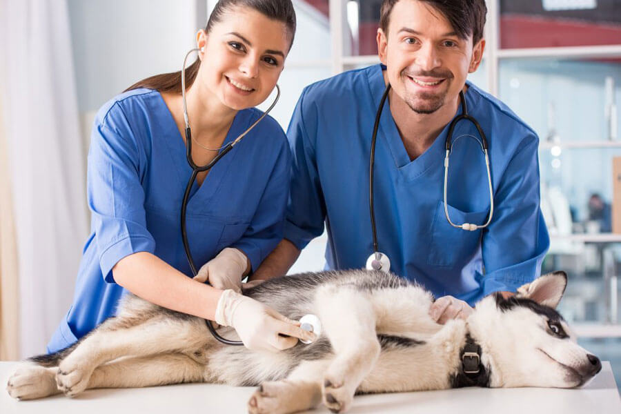 Veterinarian Profile