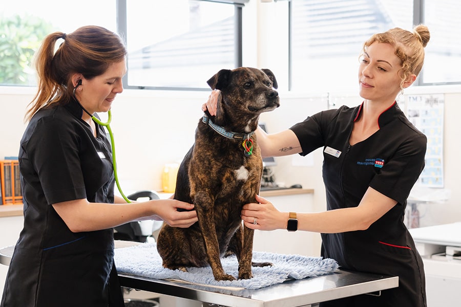 Veterinarian Profile
