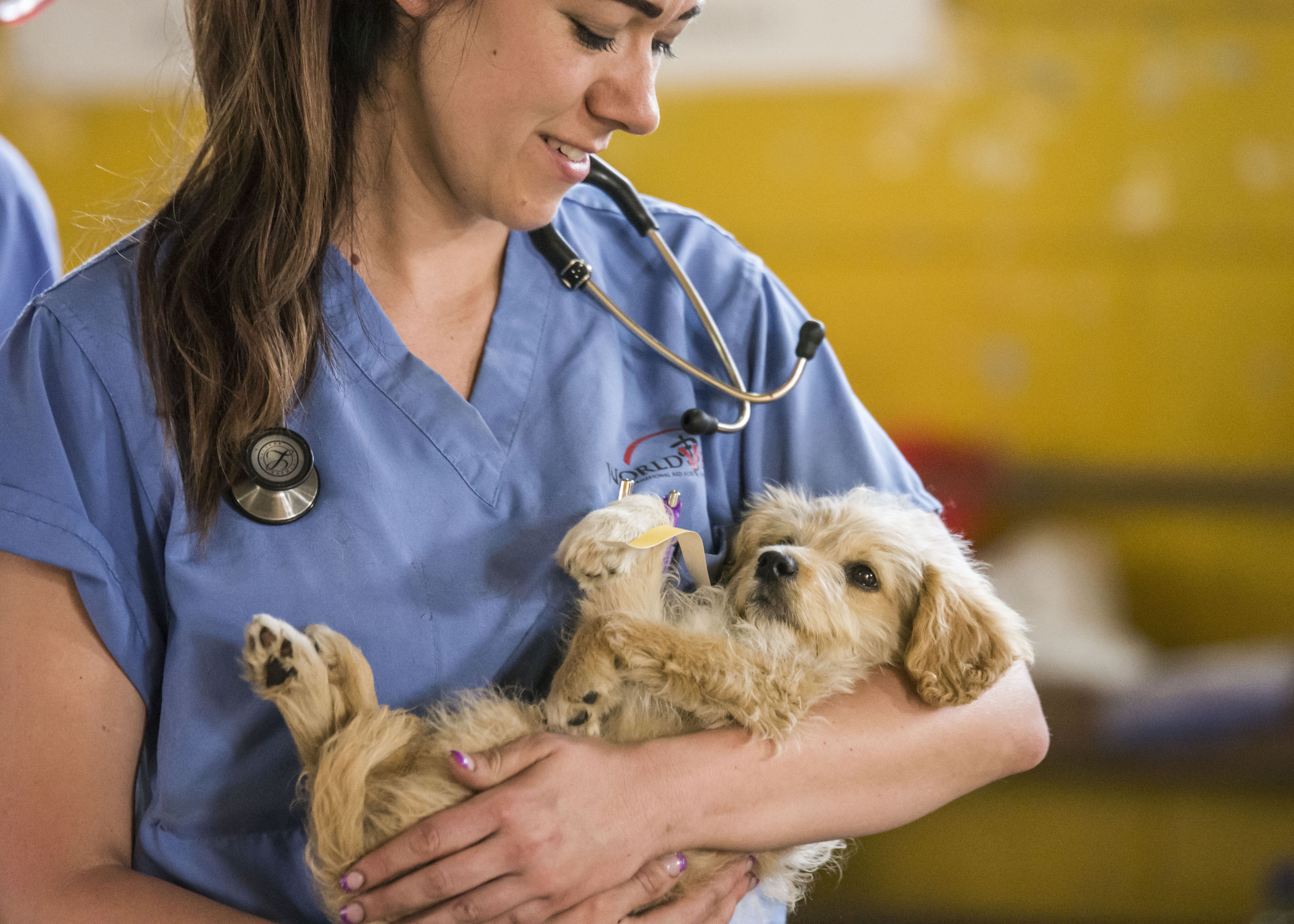 Veterinarian Profile