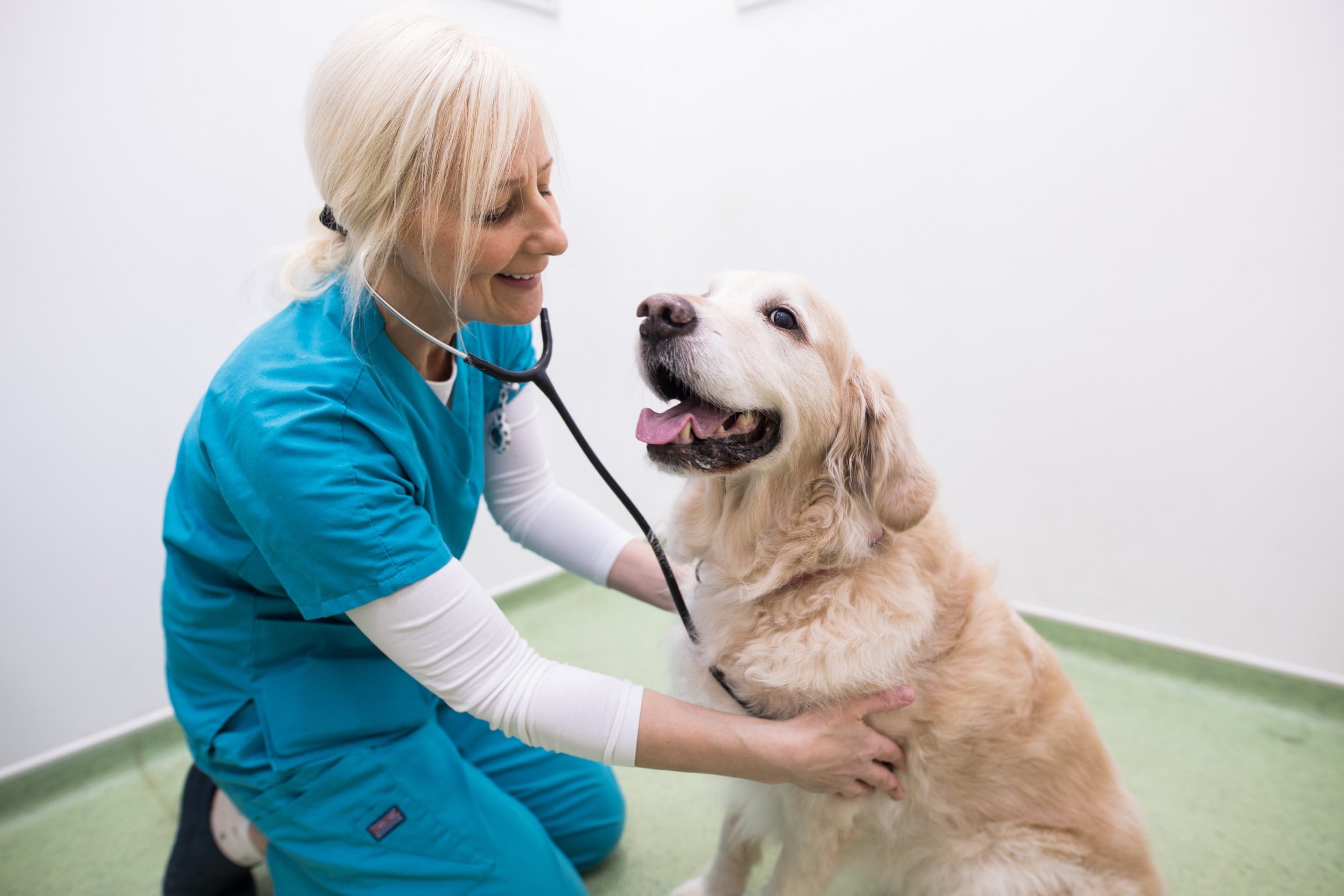Veterinarian Profile